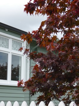 Maple Tree and House
