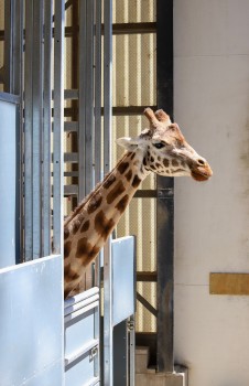 Giraffe sticking out it's long neck