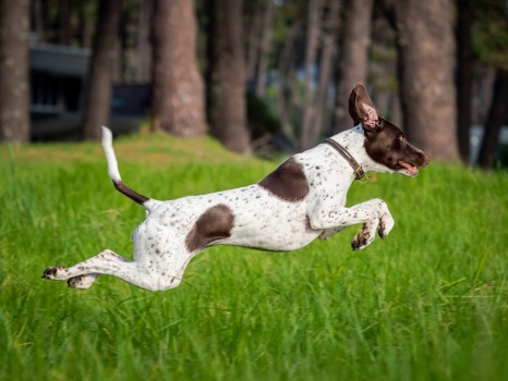Pet Dog Jumping Grass