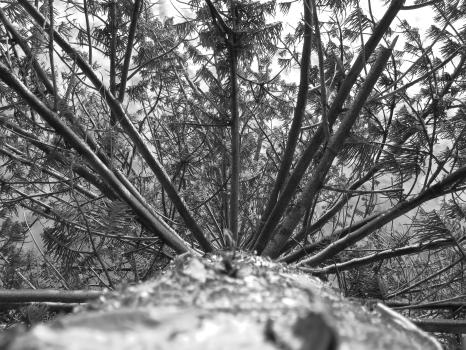 Pine tree and it's branches monochrome