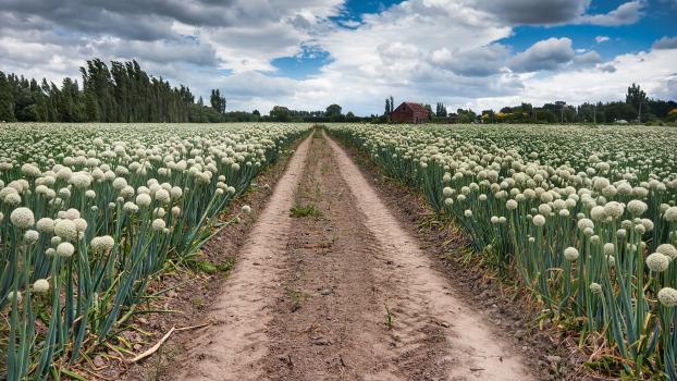 Pathway through the onion crop