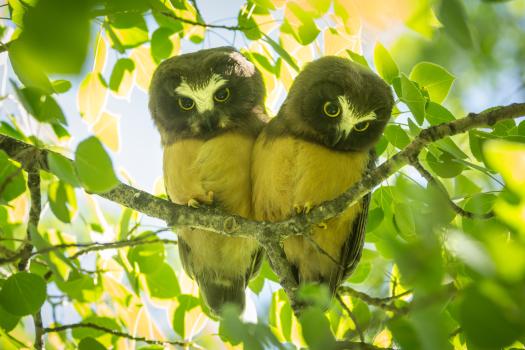 Owlet twins