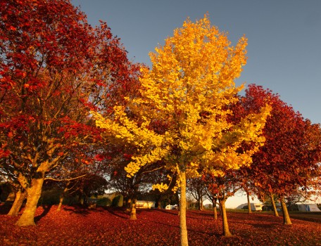 Autumn tree colours