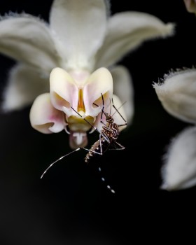 Mosquito Flower Close Up Macro