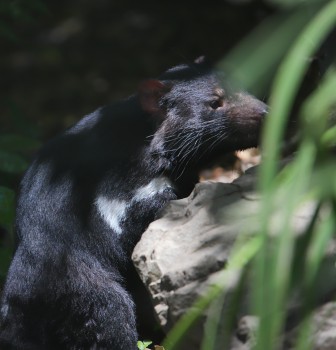 Tasmanian devil climbing a rock