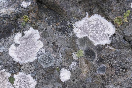 Lichen on rock, Mt Thomas