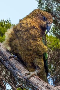 New Zealand native Kea