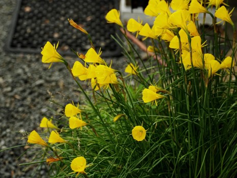 Mini Daffodils