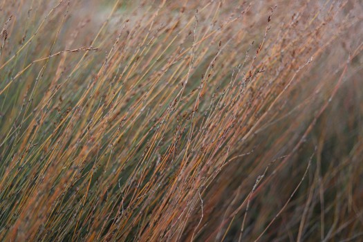 Dried needle grass close-up