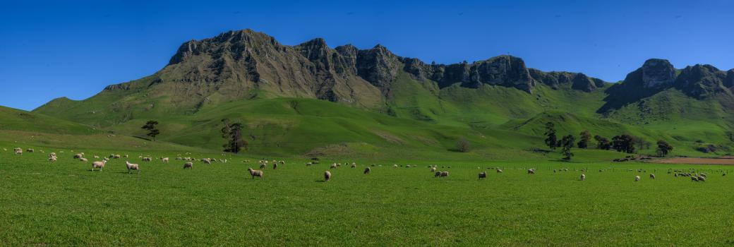  Sheep, Te Mata Peak