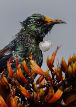 Young Tui