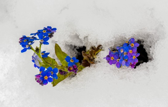 Snow on blue flowers