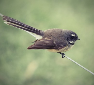 Fantail on the fence wire