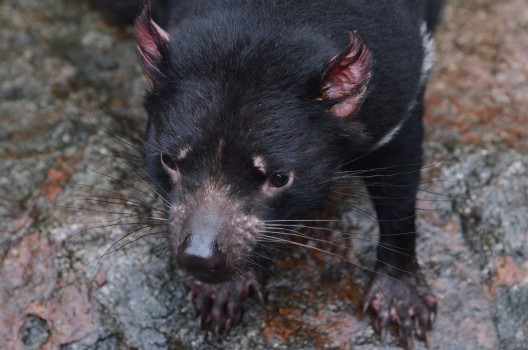 Tasmanian Devil, Sydney Zoo