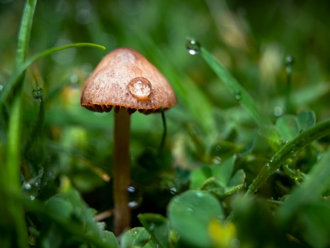 Cute Mushroom Water Drop