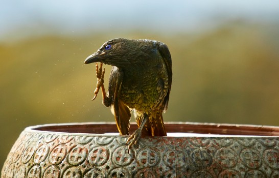 Female Satin Bower bird