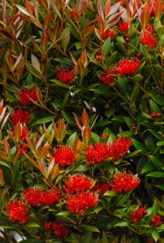 Southern rata, Enderby Is