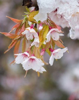snow on cherry blossom
