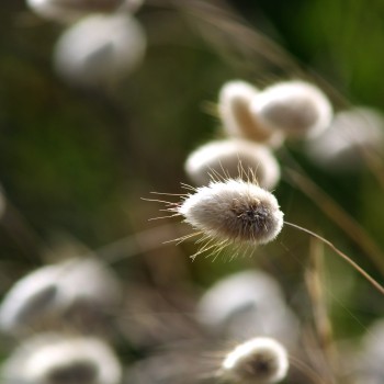 Haretails grass