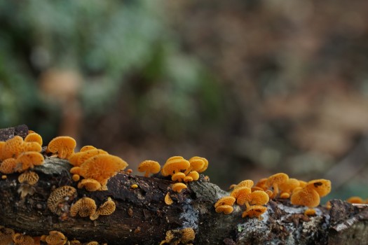 Tiny Orange fungi