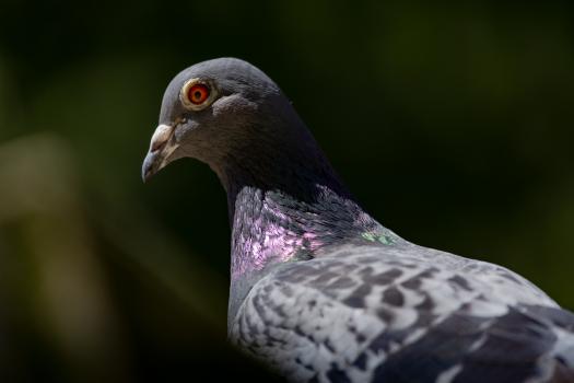 Red eyed pigeon bokeh