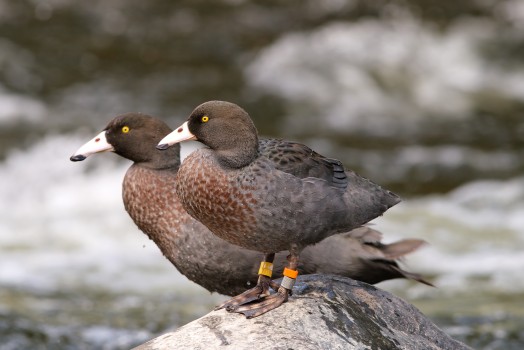 A Pair of Whio (Blue Duck)