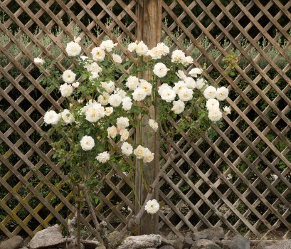 Rose bush against a trellis