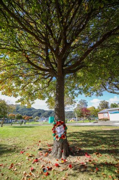 Tree in a garden with wreath, ANZAC-22
