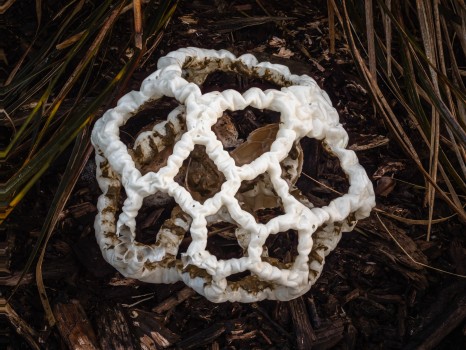 White Basket Stinkhorn Mushroom