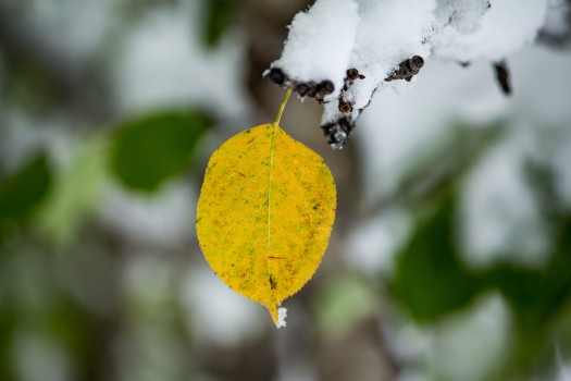 Autumn leaf with fresh snow