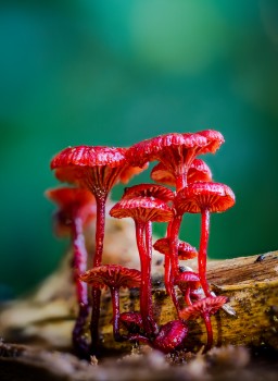 Ruby Bonnet Red Mushrooms