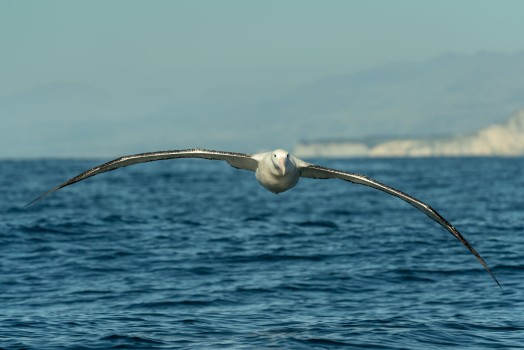 Royal Albatross coming in
