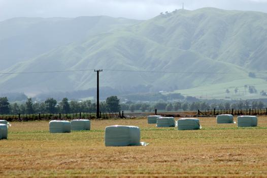 Packed hay bales at a field in New Zealand