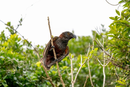 Kākā fledgling on branch about to fly