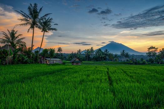 Volcanic ricefields at sunrise