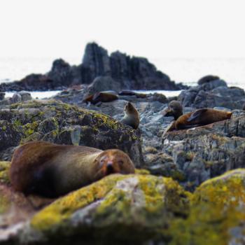 Group of brownish sea lions sleeping on mossy rocks