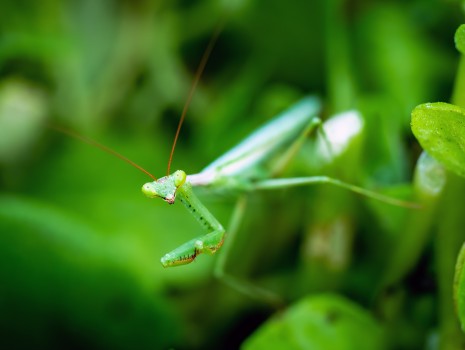 Male Preying Mantis Green