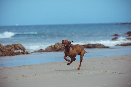 Running Dog on a Northland beach