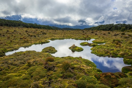 Alpine wetland, Bull Mound, Tararua