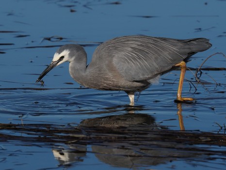 White-faced Heron Fishing for Crabs