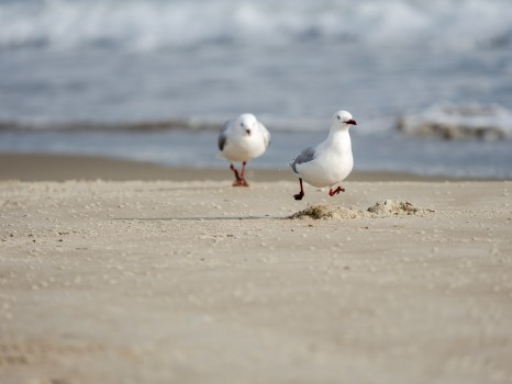 Red Billed Seagulls Running Beach