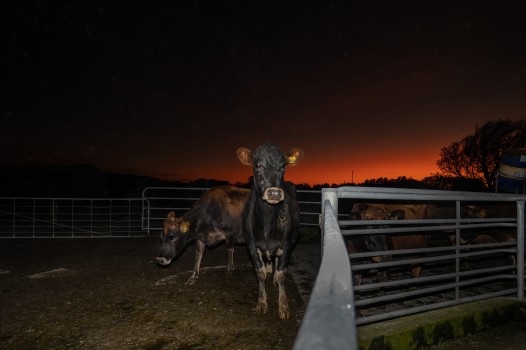 Dairy cows at dawn