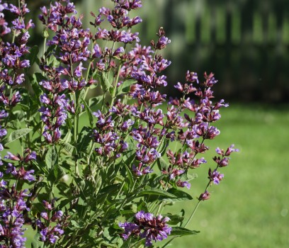 Sage - Salvia flowers