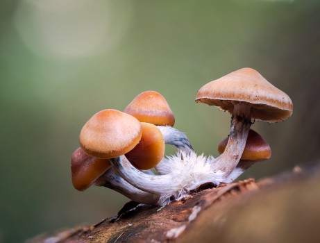Psilocybe Subaeruginosa Mushrooms