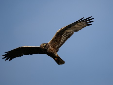 Harrier (Kahu) in Flight