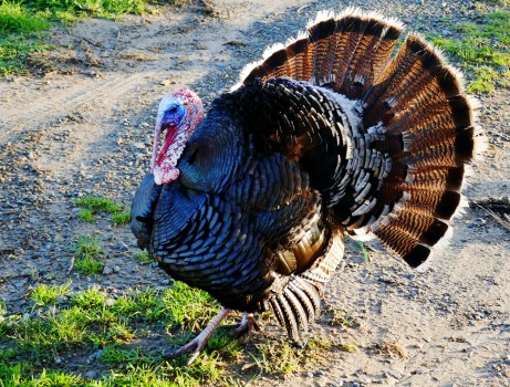Turkey with tail fanned out