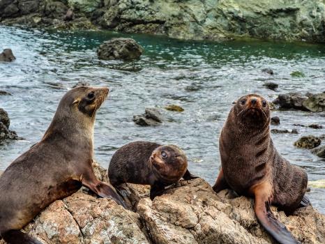 Fur seal family