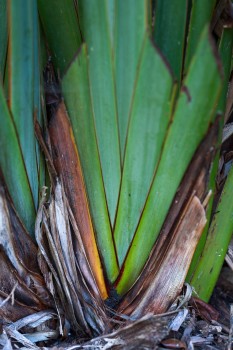 Harakeke flax plant (Phormium tenax tapoto)