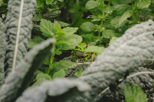 Frog in herb garden