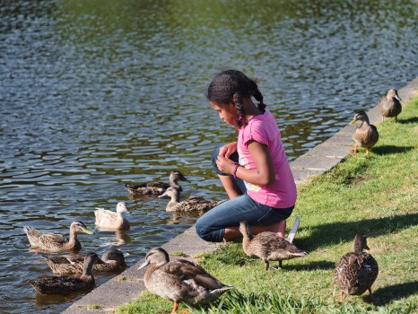 Girl feeding ducks